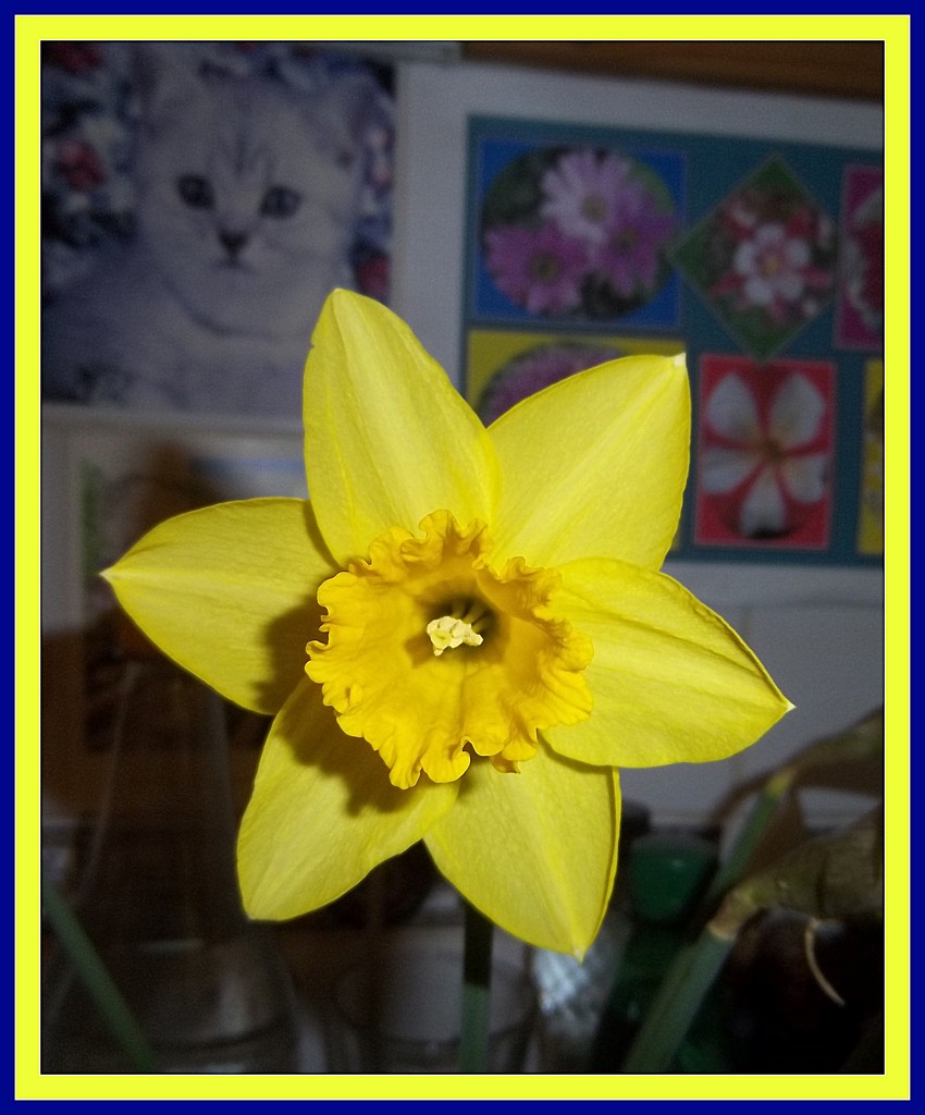 Daffodil. by grace55
