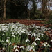 A carpet of snowdrops by busylady