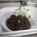 Lettuce seedlings by grace55