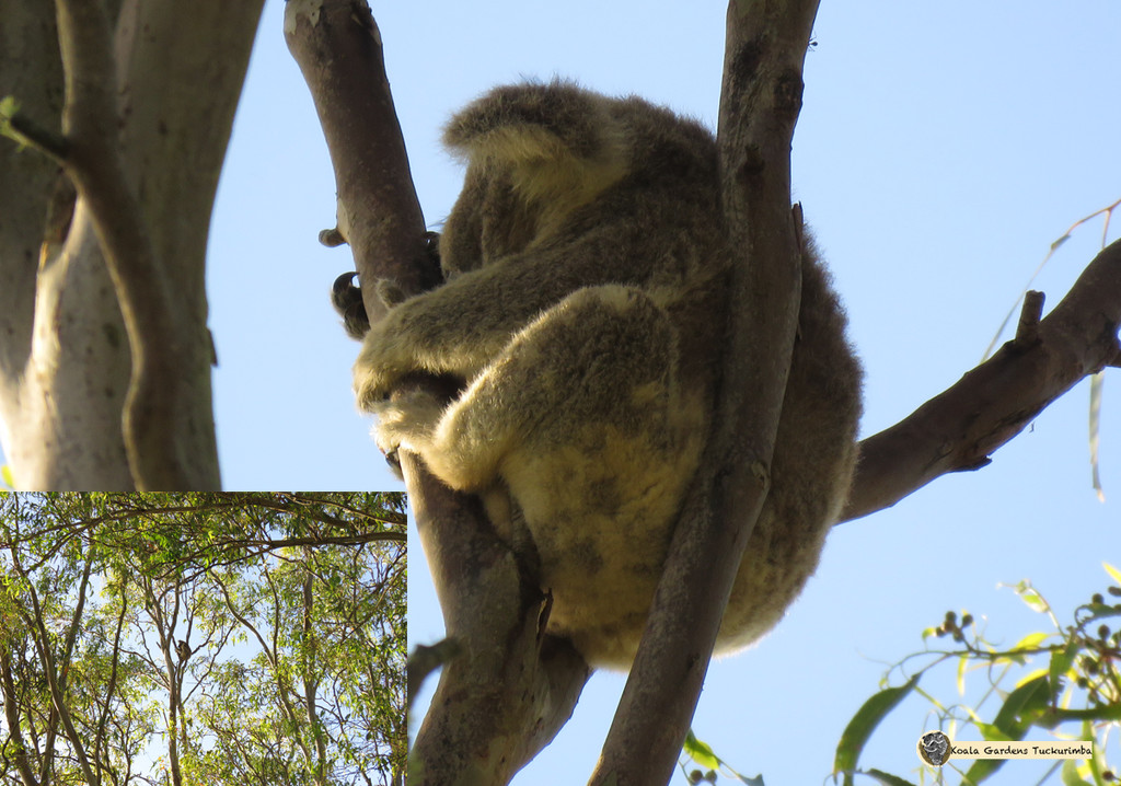 super grip by koalagardens