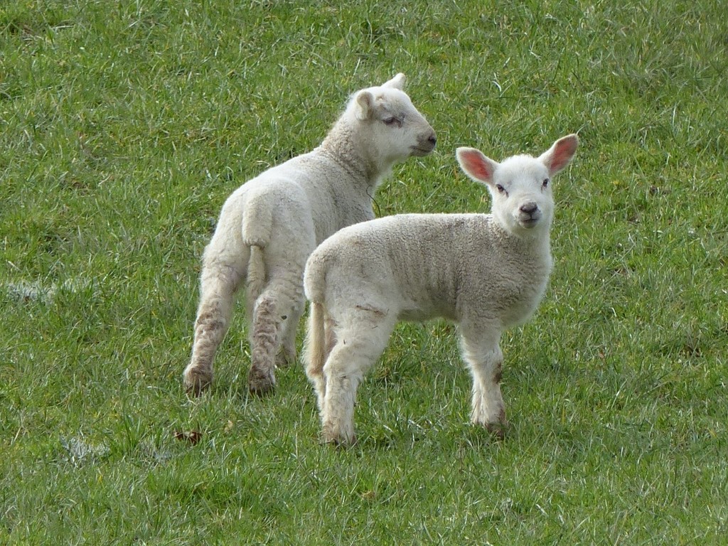  The First Lambs  by susiemc