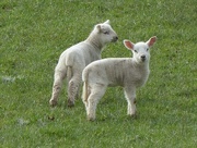 16th Feb 2017 -  The First Lambs 