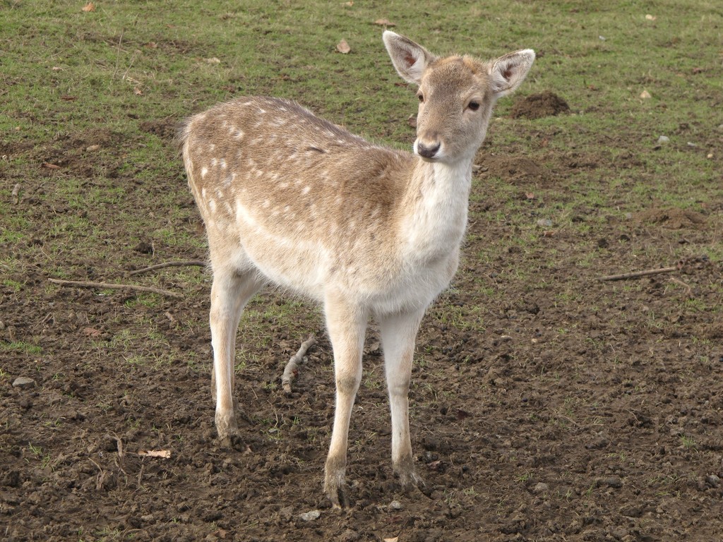 Oh Deer! by davemockford