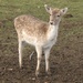 Oh Deer! by davemockford