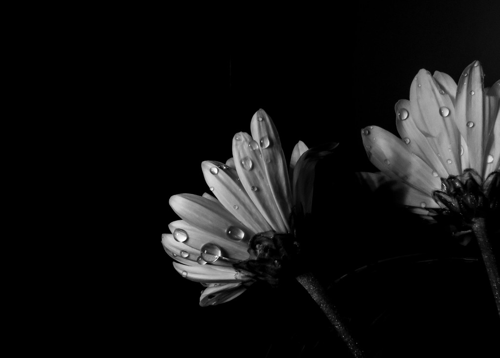 Chrysanthemum backs by m2016