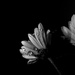 Chrysanthemum backs by m2016