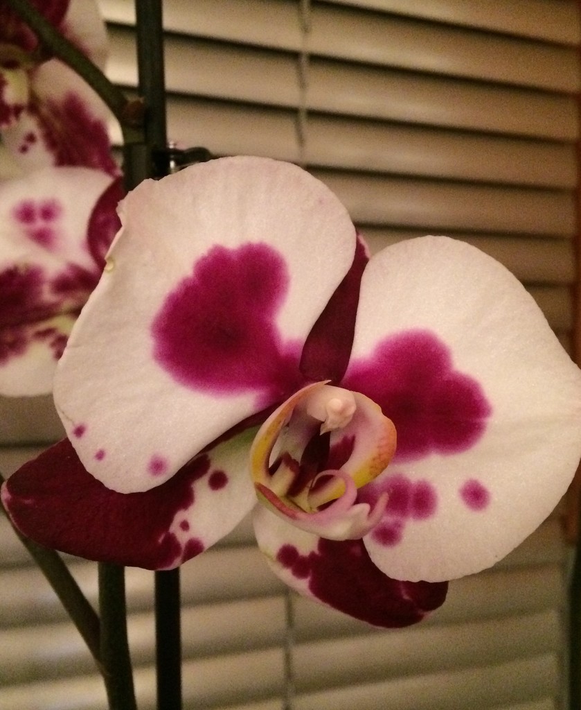 Orchid by elainepenney