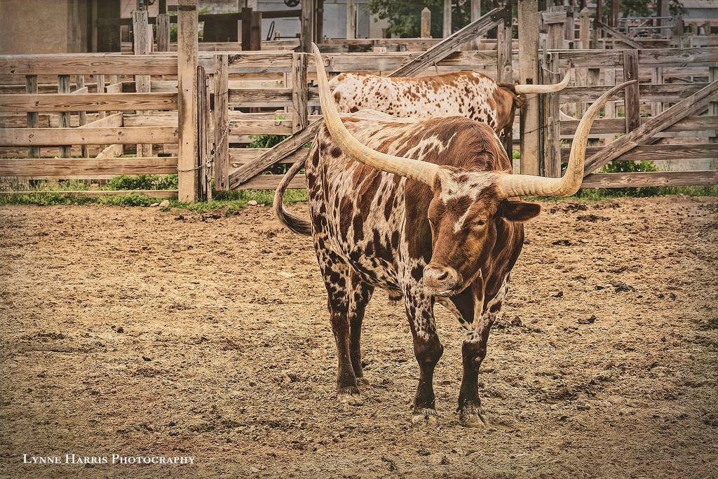 Texas Longhorn  by lynne5477