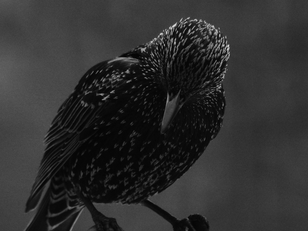 starling in b&w by amyk