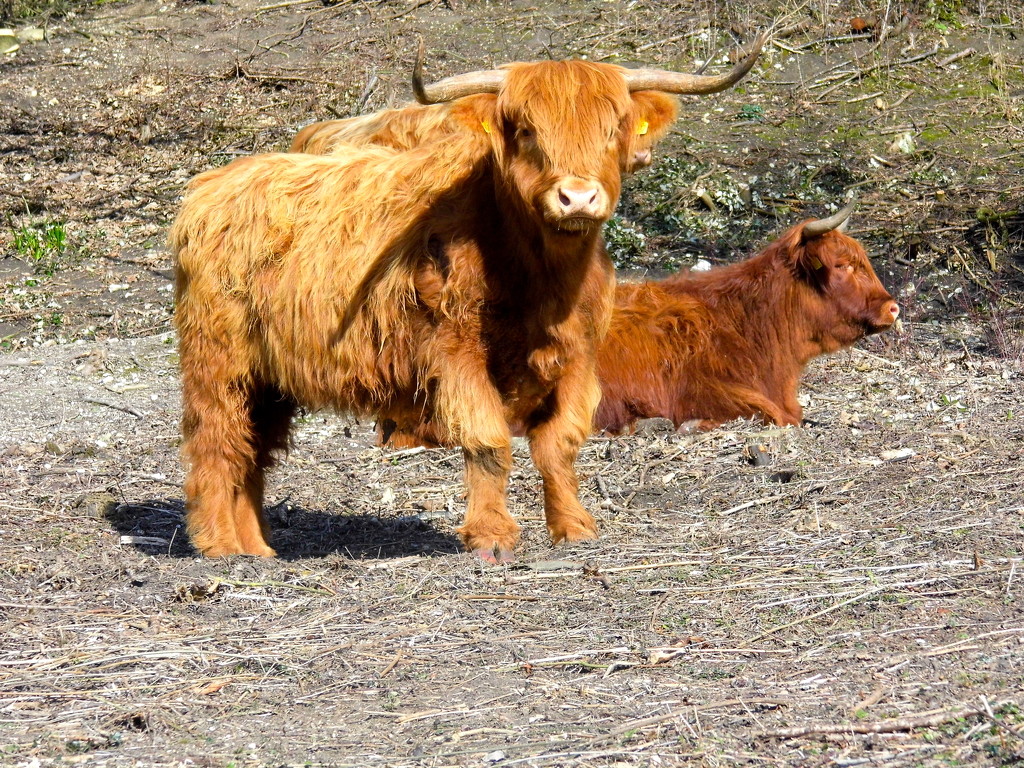 Highland cattle on a Dover hillside by redandwhite