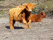 16th Feb 2017 - Highland cattle on a Dover hillside