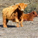 Highland cattle on a Dover hillside by redandwhite