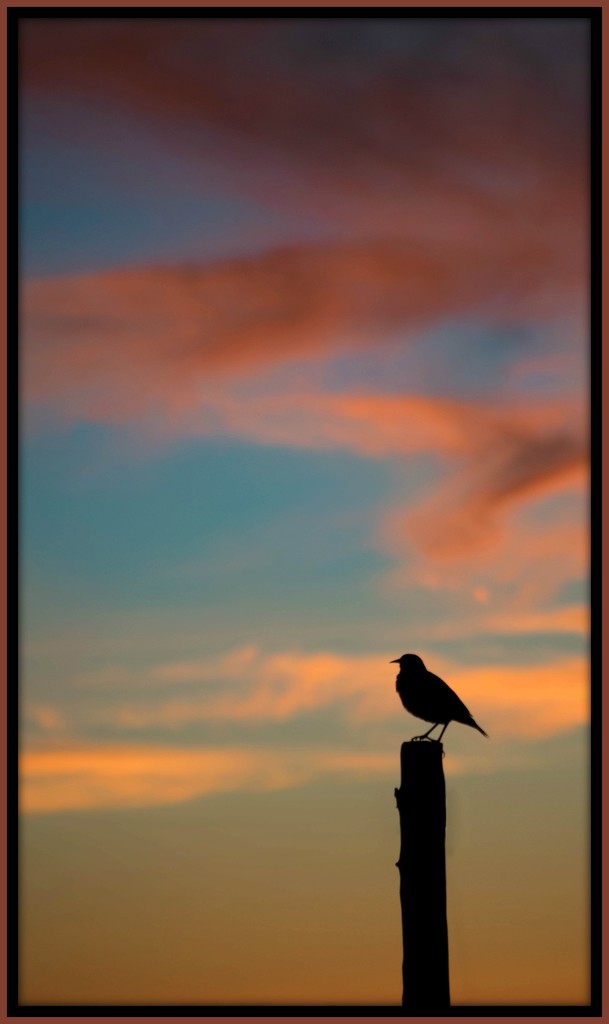 Bird at Sunset by ckwiseman