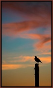 16th Feb 2017 - Bird at Sunset