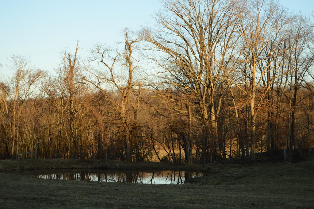 Pond in late afternoon by francoise