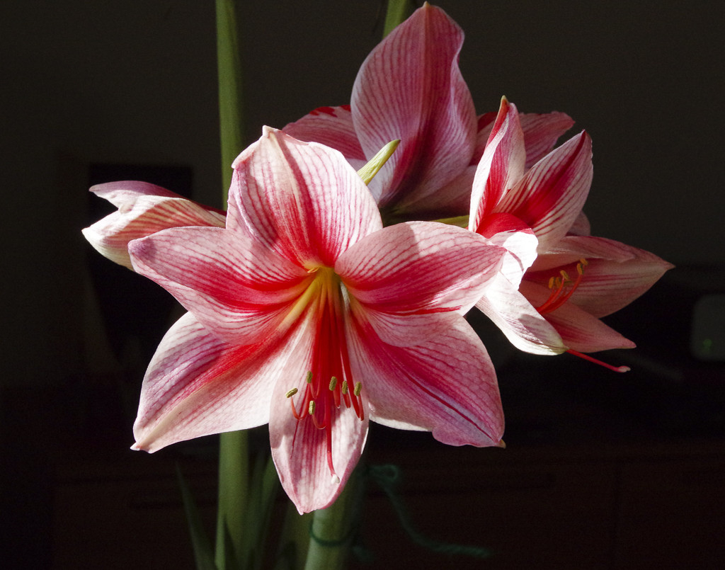 Amaryllis on Black by houser934