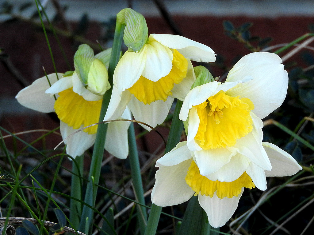 Lots of daffodils by homeschoolmom