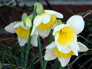 16th Feb 2017 - Lots of daffodils
