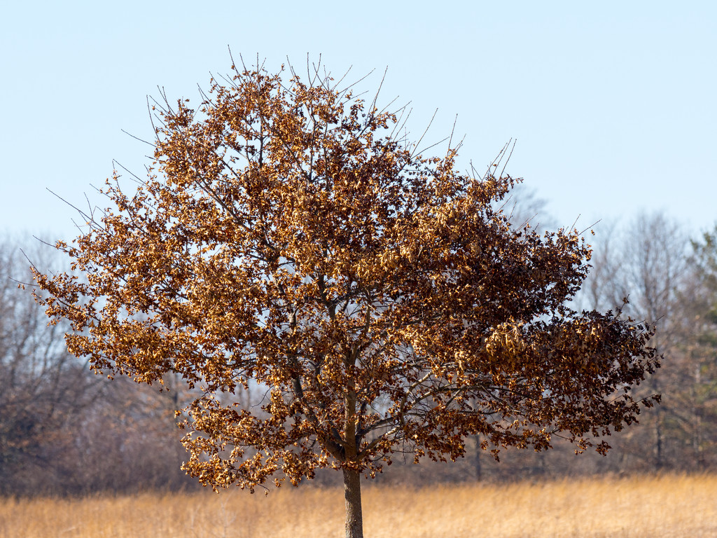 You have to admire a tree that holds onto it's leaves all winter long by rminer