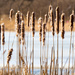 Cattails by rminer