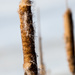 Cattail Closeup by rminer