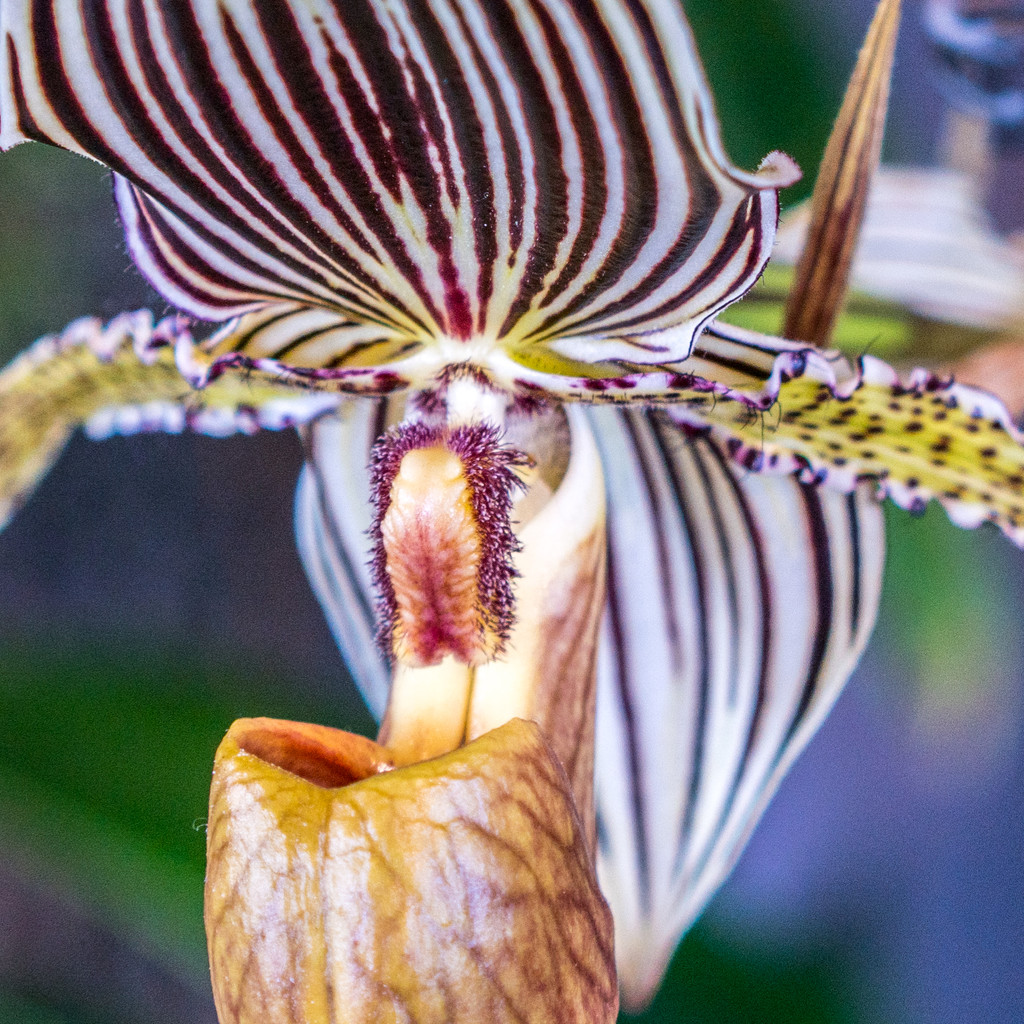 Lady Slipper Orchid by rminer