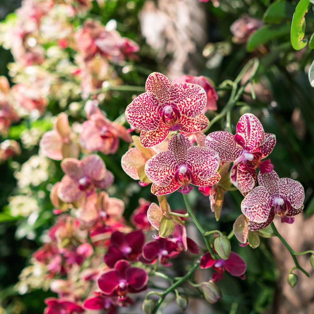 Moth Orchids  by rminer