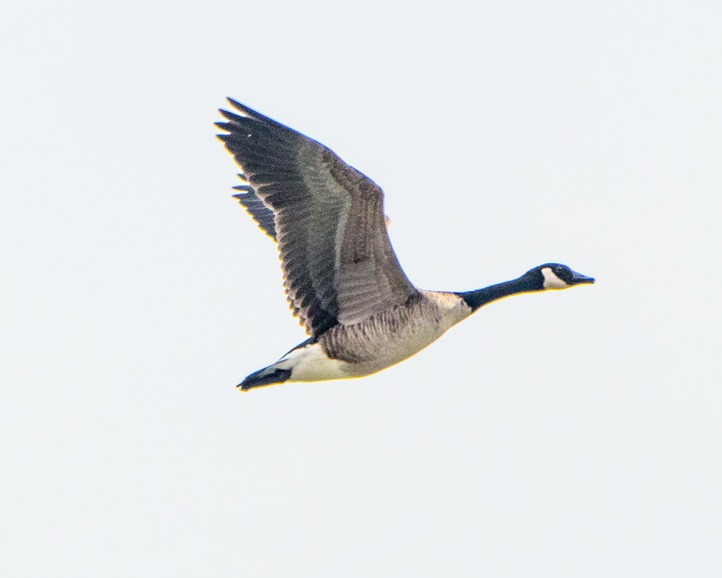Canadian Goose in Flight by rminer