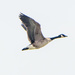 Canadian Goose in Flight by rminer
