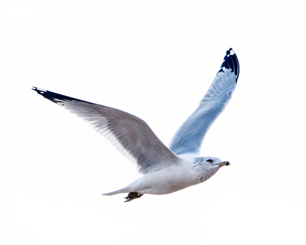 Gull in Flight  by rminer