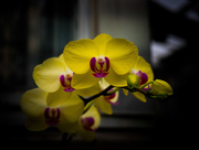 16th Feb 2017 - Yellow Orchids