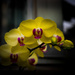 Yellow Orchids by khrunner