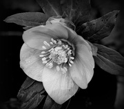 17th Feb 2017 - hellebore by the potting shed