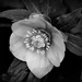 hellebore by the potting shed by quietpurplehaze