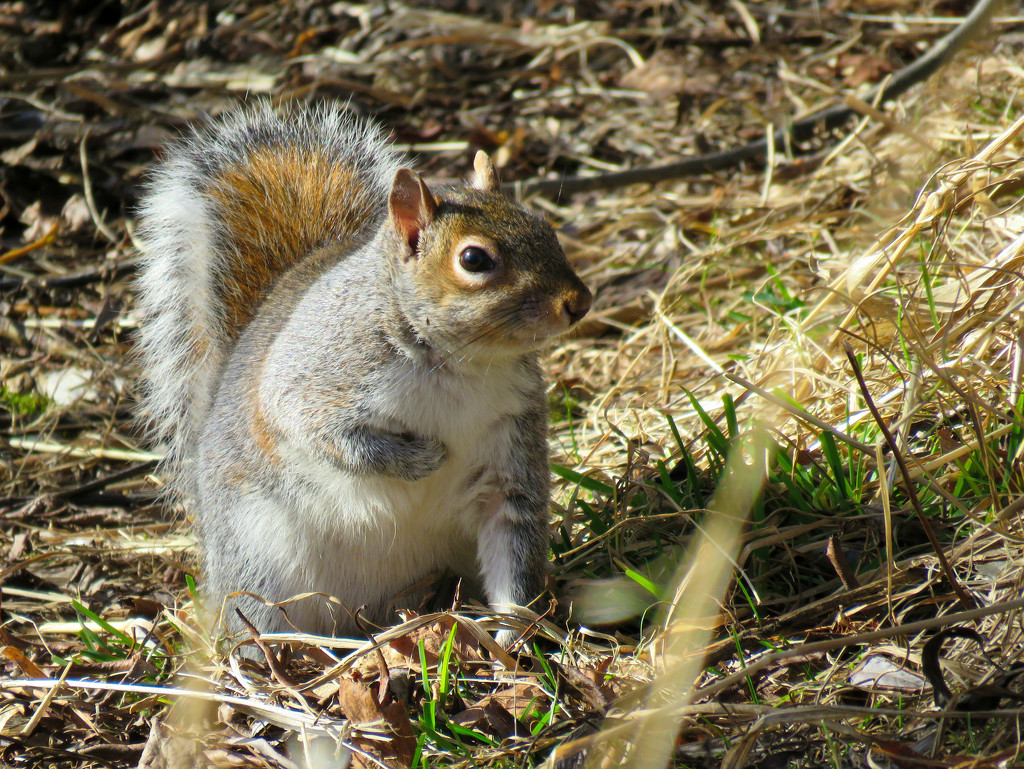 Squirrel Pose by seattlite