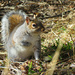 Squirrel Pose by seattlite