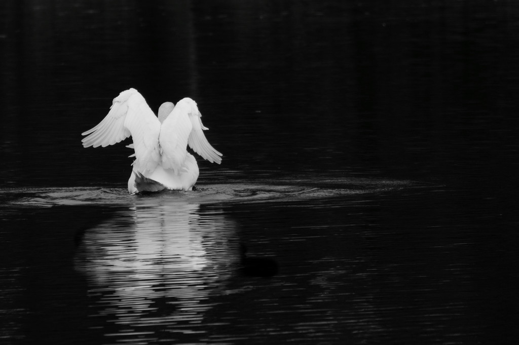 Swan by jon_lip