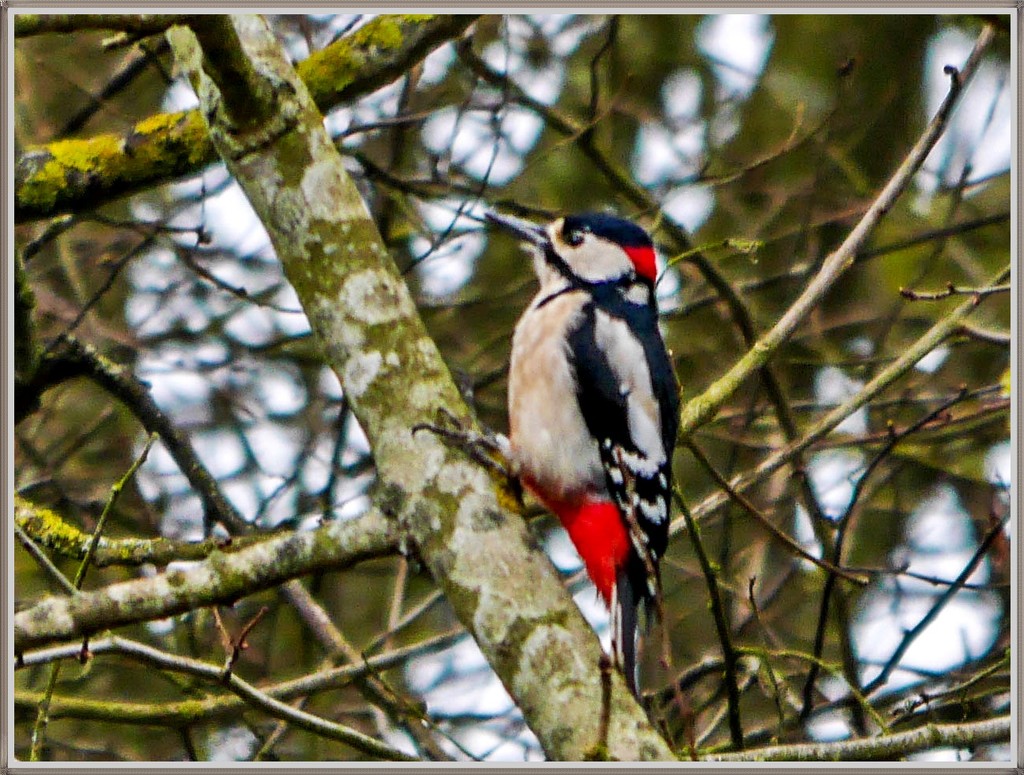 Great-Spotted Woodpecker (male) by carolmw