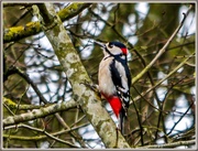 17th Feb 2017 - Great-Spotted Woodpecker (male)