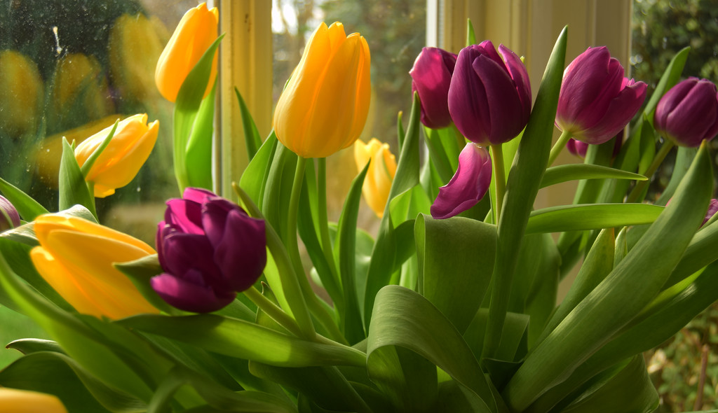 tulips by ianmetcalfe