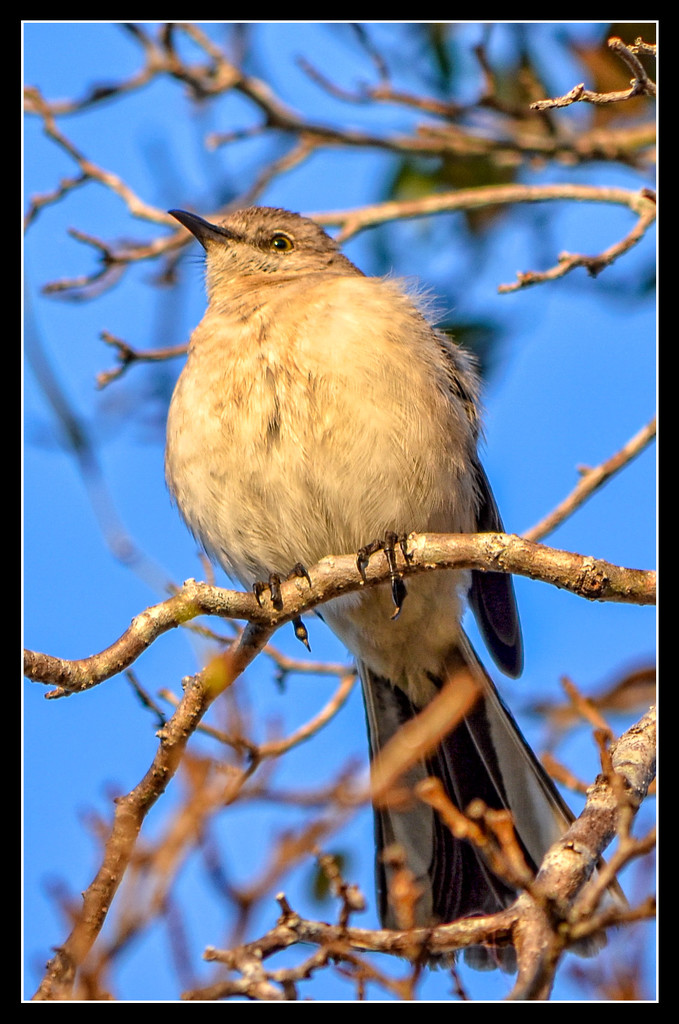 Mockingbird by danette
