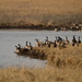 Canadian Geese at Kansas Pond by kareenking