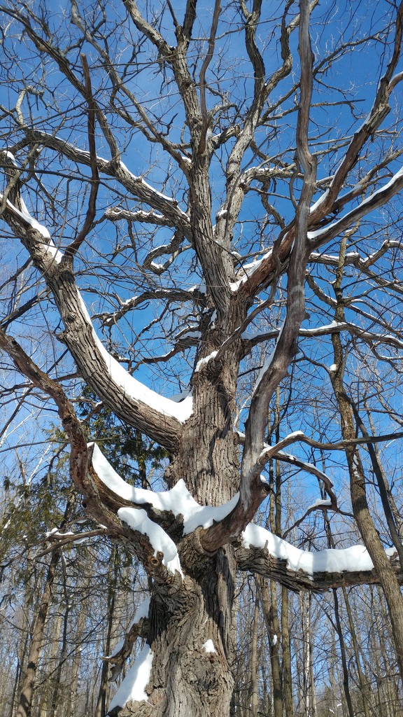 Big Oak with snow on the mighty limbs. by hellie
