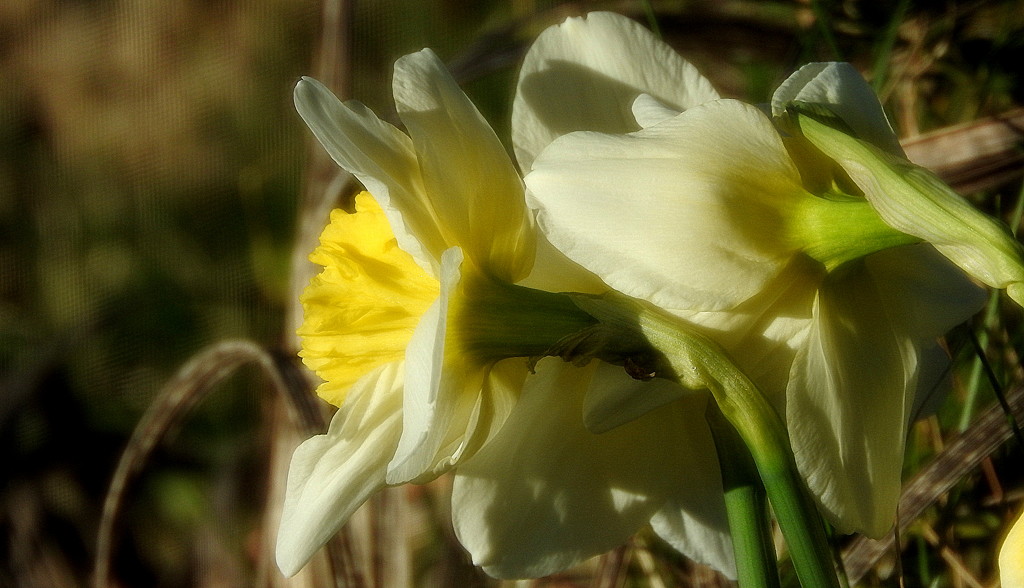 Daffodil Bokeh by homeschoolmom