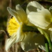Daffodil Bokeh by homeschoolmom