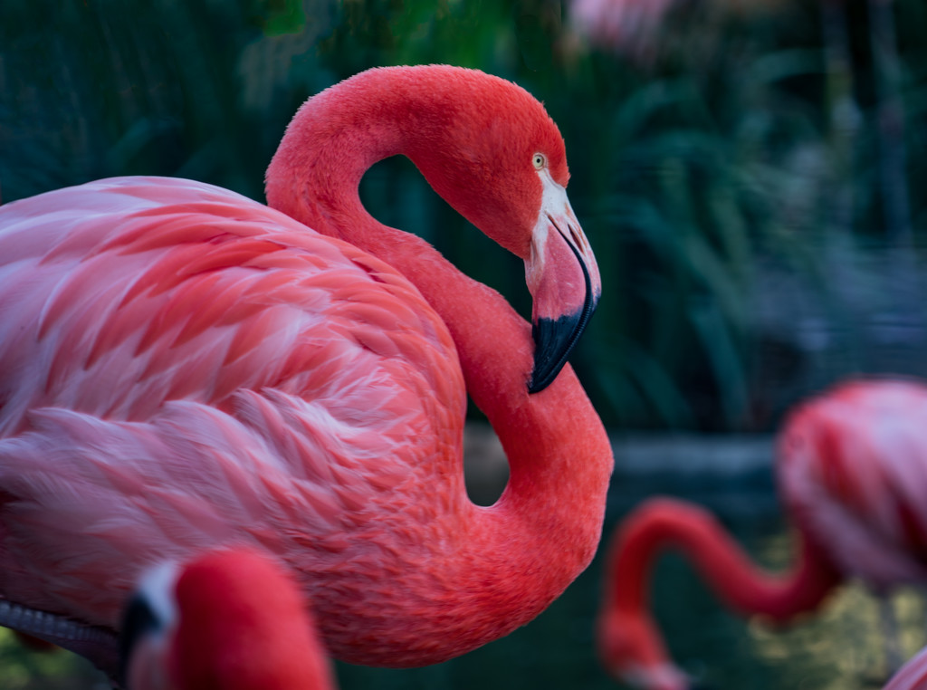 Flamingo Friday - 025 by stray_shooter