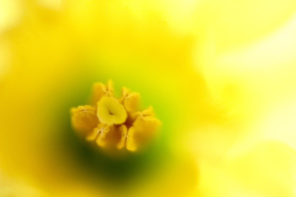 Heart of Daffodil by daffodill
