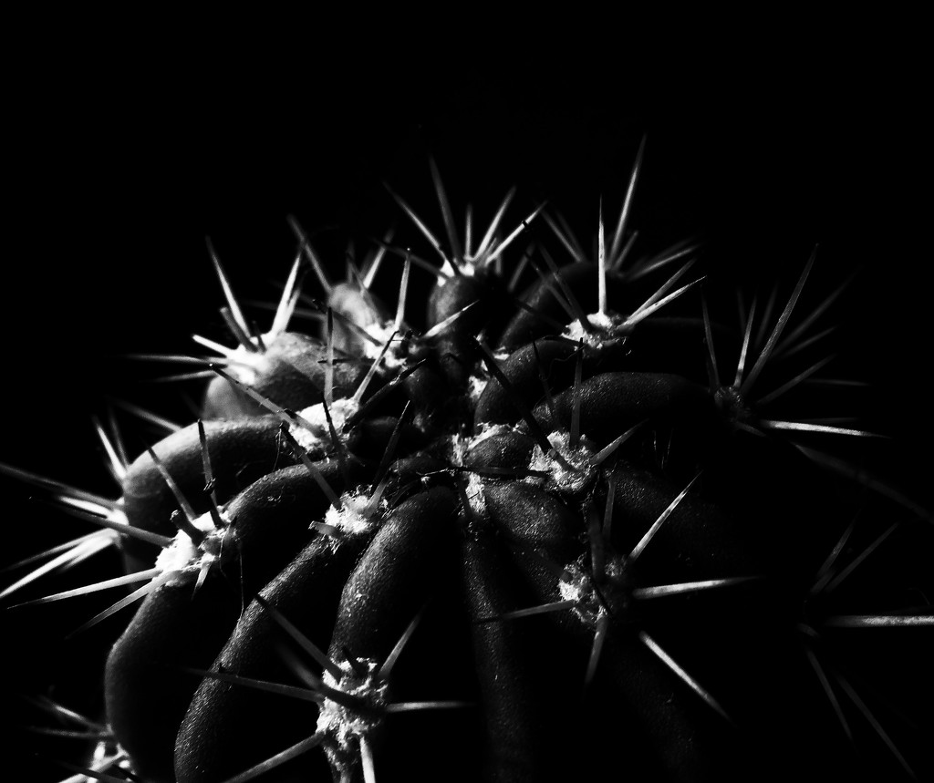 B&W cactus by m2016