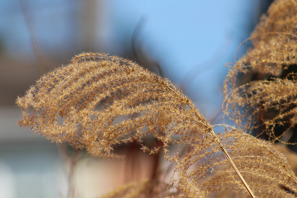 Ornamental grass plumes by mittens