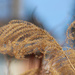 Ornamental grass plumes by mittens